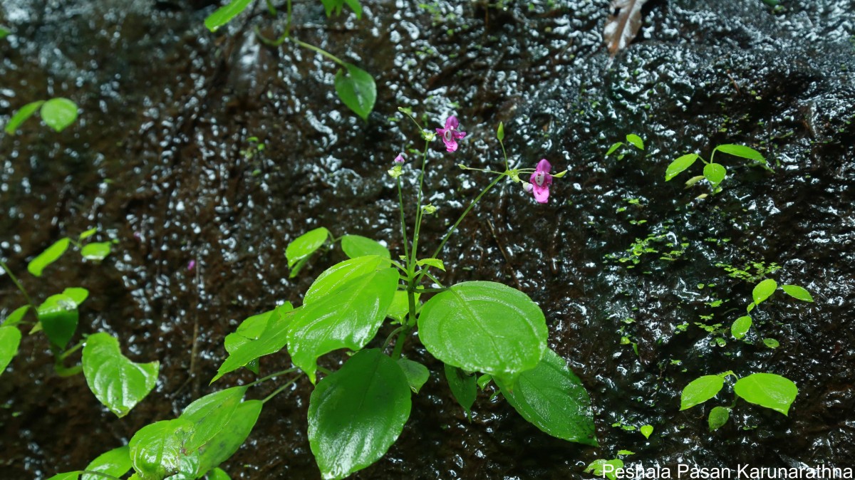 Impatiens yakandawalarum Gopallawa, Hapuarachchi & Jayathissa